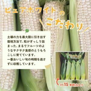 ふるさと納税 とうもろこし 訳あり ピュアホワ...の詳細画像2