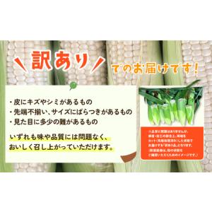 ふるさと納税 とうもろこし 訳あり ピュアホワ...の詳細画像4