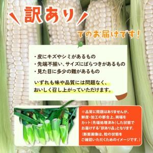 ふるさと納税 とうもろこし 訳あり ピュアホワ...の詳細画像4