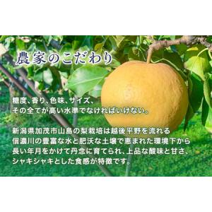 ふるさと納税 【2026年先行予約】青柳果樹園...の詳細画像1