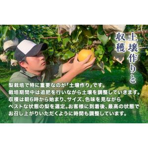 ふるさと納税 【2026年先行予約】青柳果樹園...の詳細画像2