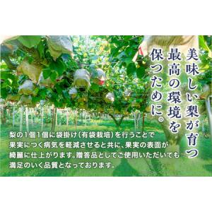 ふるさと納税 【2026年先行予約】青柳果樹園...の詳細画像3