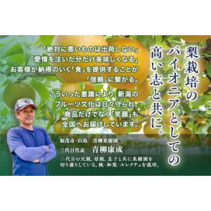 ふるさと納税 【2026年先行予約】青柳果樹園...の詳細画像4