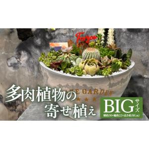 ふるさと納税 多肉植物の寄せ植え BIGサイズ ...の商品画像
