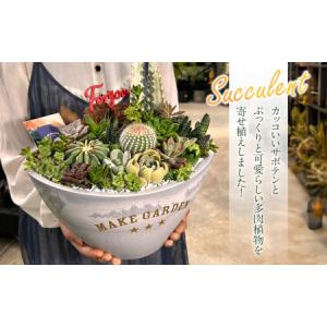 ふるさと納税 多肉植物の寄せ植え BIGサイズ...の詳細画像1