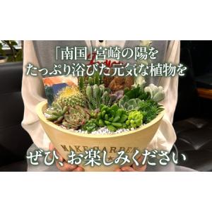 ふるさと納税 多肉植物の寄せ植え BIGサイズ...の詳細画像2
