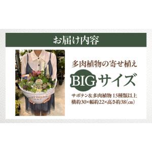 ふるさと納税 多肉植物の寄せ植え BIGサイズ...の詳細画像3