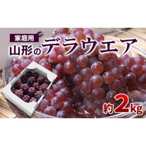 ふるさと納税 【ご家庭用】山形のデラウエア M〜3L 約2kg(9〜22房) [粒サイズおまかせ]【令和8年産先行予約】 FS24-137 くだもの 果物 フルーツ .. 山形県山形市