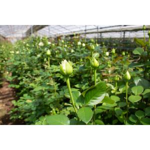 ふるさと納税 【定期便】薔薇 アレンジメント年...の詳細画像1