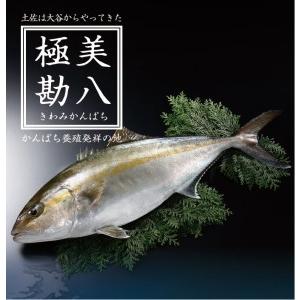 ふるさと納税 カンパチ 勘八 1節 セット 高級 魚 極美勘八 産地直送 刺身 ぶりしゃぶ 照り焼き 刺し身 高知県 須崎市 高知県須崎市 ふるなび ふるさと納税 通販 Yahoo ショッピング
