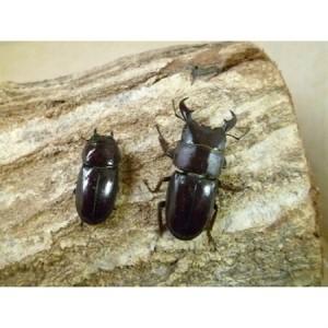 ふるさと納税 ダイトウヒラタクワガタ成虫ペア飼育セット付【1513604】 兵庫県猪名川町