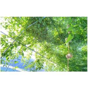 ふるさと納税 【定期便3ヵ月】那須町産 自然薯...の詳細画像4
