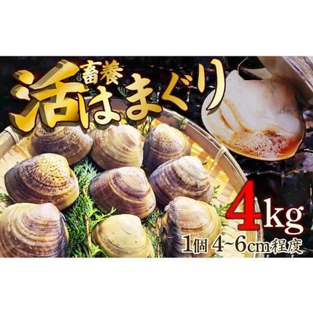 ふるさと納税 【はまぐり】畜養活蛤 4kg ハマグリ 京都府京丹後市