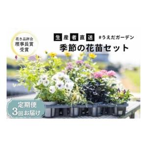 ふるさと納税 花 定期便 3ヶ月季節の花苗 セッ...の商品画像
