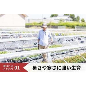 ふるさと納税 花 定期便 3ヶ月季節の花苗 セ...の詳細画像2