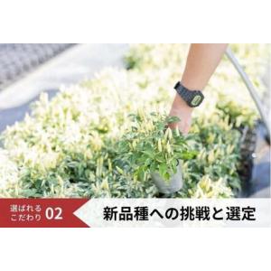 ふるさと納税 花 定期便 3ヶ月季節の花苗 セ...の詳細画像3