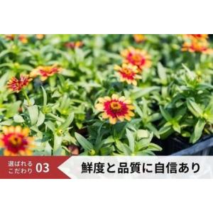 ふるさと納税 花 定期便 3ヶ月季節の花苗 セ...の詳細画像4