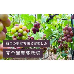 ふるさと納税 【先行予約】【農薬・化学肥料不使...の詳細画像1