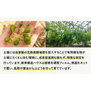 ふるさと納税 【先行予約】【農薬・化学肥料不使...の詳細画像2