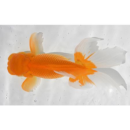 ふるさと納税 日本オランダ獅子頭（鑑賞・練習用） 生き物 金魚 魚  香川県東かがわ市