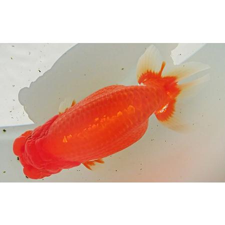ふるさと納税 金魚の王様【らんちゅう】（鑑賞・練習用） 生き物  香川県東かがわ市