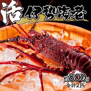 ふるさと納税 HRISI-80【先行予約・数量限定】宮崎県串間産 天然伊勢エビ(約800g・2匹) ...
