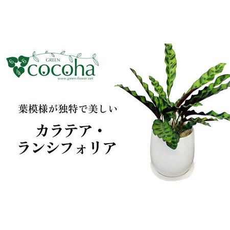 ふるさと納税 葉模様が独特で美しい 『カラテア・ランシフォリア (インシグニス)』 糸島市 / co...
