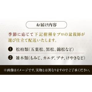 ふるさと納税 緑の芸術盆栽(小型サイズ)/ 盆...の詳細画像1