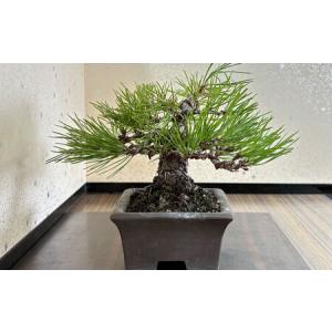 ふるさと納税 緑の芸術盆栽(小型サイズ)/ 盆...の詳細画像3