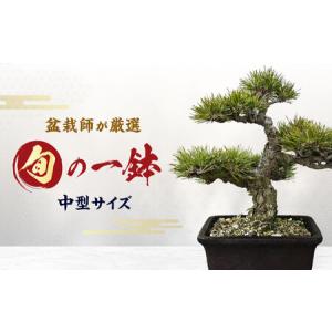 ふるさと納税 緑の芸術盆栽（中型サイズ）/ 盆栽 ぼんさい 盆栽松 盆栽鉢 松 初心者 観葉植物 インテリア 室内 癒し 和モダン 庭木 門出 お祝い .. 愛知県稲沢市