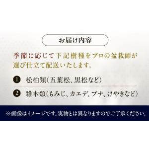 ふるさと納税 緑の芸術盆栽(中型サイズ)/ 盆...の詳細画像1
