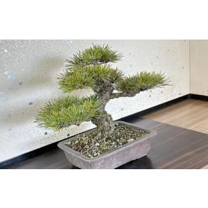 ふるさと納税 緑の芸術盆栽(中型サイズ)/ 盆...の詳細画像2