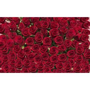 ふるさと納税 赤バラの花束 365本「あなたが毎日恋しい」※配達エリア限定【記念日に届くお花 365本 世界らん展 フラワードリームジャパンカ.. 神奈川県小田原市