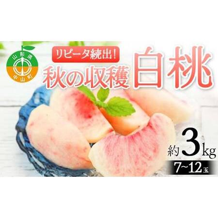 ふるさと納税 《2026年先行予約》山形県産 リピータ続出！秋の収穫 白桃 約3kg（7〜12玉） ...