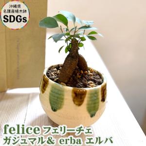 ふるさと納税 観葉植物『feliceフェリーチェ』ガジュマル＆ erba エルバ【名護産植木鉢SDG...