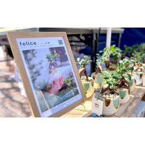 ふるさと納税 観葉植物『feliceフェリーチ...の詳細画像1