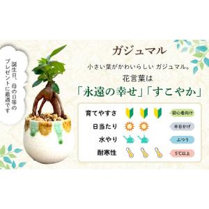 ふるさと納税 観葉植物『feliceフェリーチ...の詳細画像2
