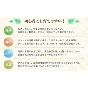 ふるさと納税 観葉植物『feliceフェリーチ...の詳細画像3