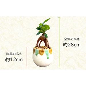ふるさと納税 観葉植物『feliceフェリーチ...の詳細画像4