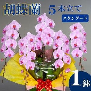 ふるさと納税 胡蝶蘭 5本立て ピンク スタンダード お祝い 須崎洋蘭園 SY004_x 高知県須崎市