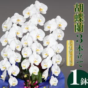 ふるさと納税 【 胡蝶蘭 】 胡蝶蘭3本 白 高知県須崎市