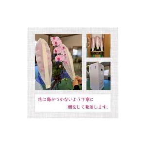 ふるさと納税 【 指定日配達 】 胡蝶蘭 3本...の詳細画像4