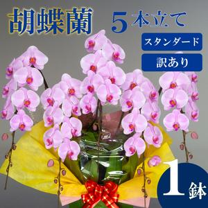 ふるさと納税 【訳あり】胡蝶蘭 5本立て ピンク スタンダード お祝い 須崎洋蘭園 SY014 高知県須崎市