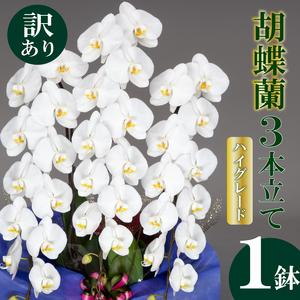 ふるさと納税 【訳あり】胡蝶蘭 3本立て 白 ハイグレード お祝い 須崎洋蘭園 SY017 高知県須崎市
