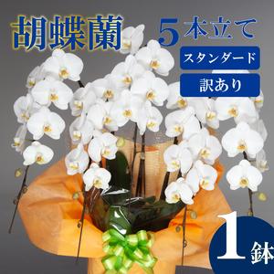 ふるさと納税 【訳あり】胡蝶蘭 5本立て 白 スタンダード お祝い 須崎洋蘭園 SY018 高知県須崎市