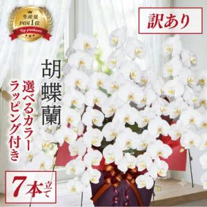 ふるさと納税 【訳あり】 指定日配達 胡蝶蘭 7本立て 白 花 高知県須崎市