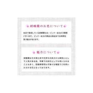 ふるさと納税 【訳あり】 指定日配達 胡蝶蘭 ...の詳細画像1