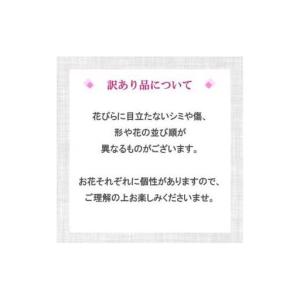 ふるさと納税 【訳あり】 指定日配達 胡蝶蘭 ...の詳細画像2