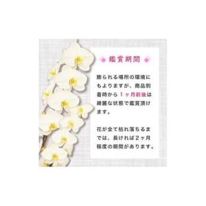 ふるさと納税 【訳あり】 指定日配達 胡蝶蘭 ...の詳細画像3
