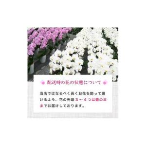 ふるさと納税 【訳あり】 指定日配達 胡蝶蘭 ...の詳細画像4